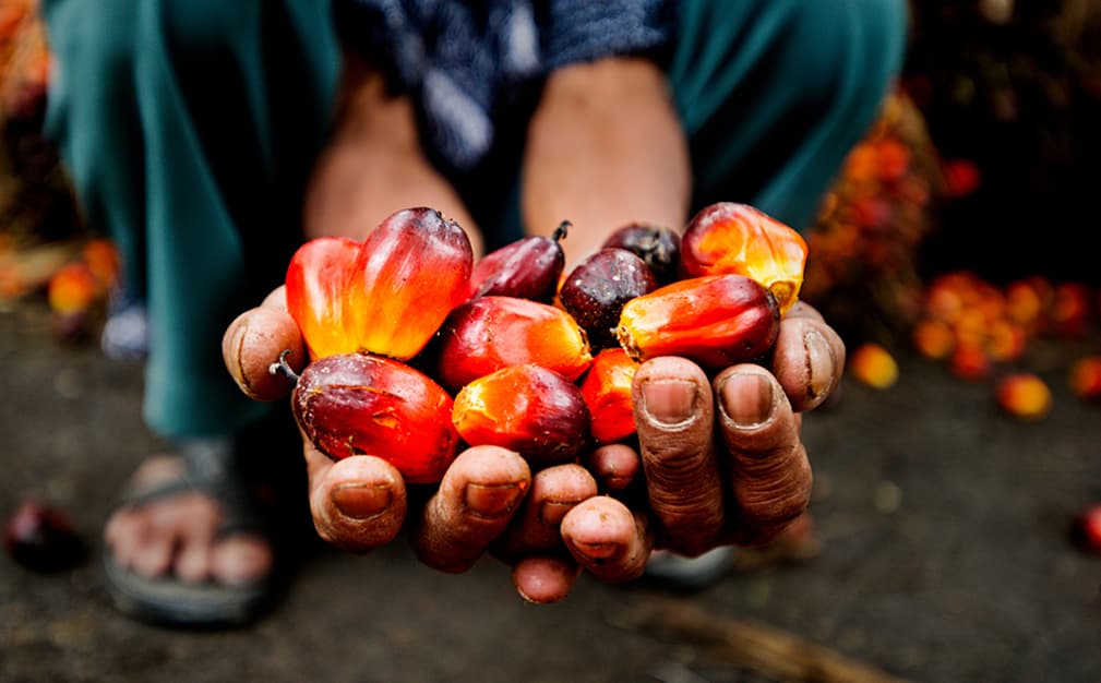Oil Palm