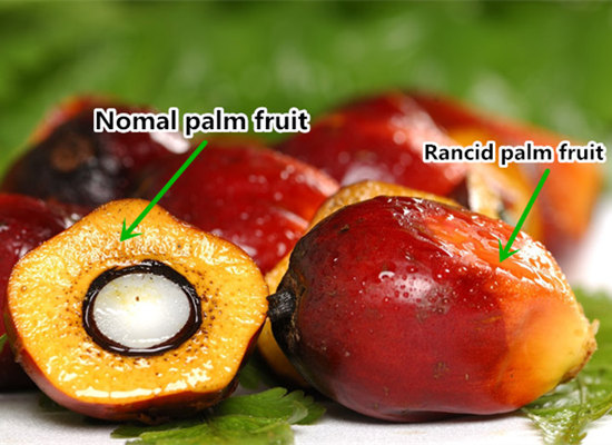 Why palm oil mill need to be close to the oil palm plantation?