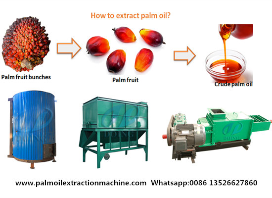 How to extract palm oil?