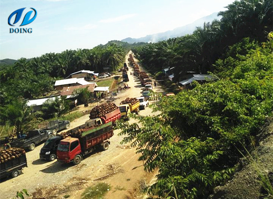 Opportunities and challenges in Nigerian palm oil production