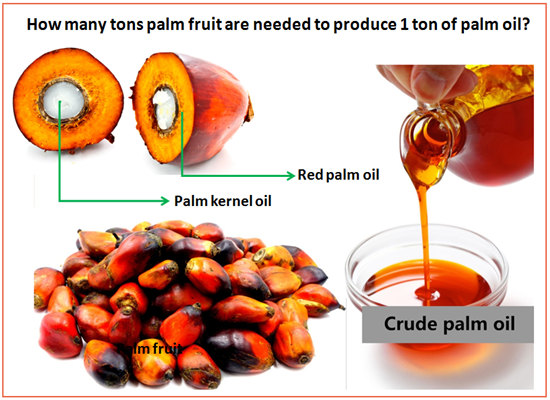 Why you should invest in palm oil processing and production business in Nigeria?