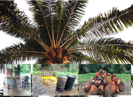 Nigeria local traditional palm oil extraction process