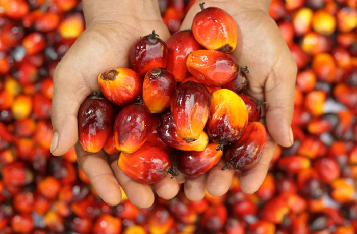 Palm fruits.jpg