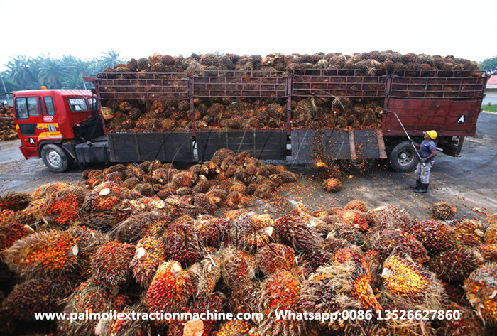 Palm fruits.jpg