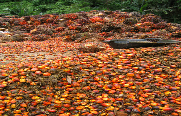 The photo of multiple palm fruits.jpg