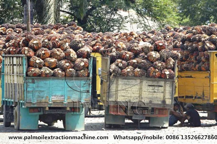 palm fruit bunches.jpg