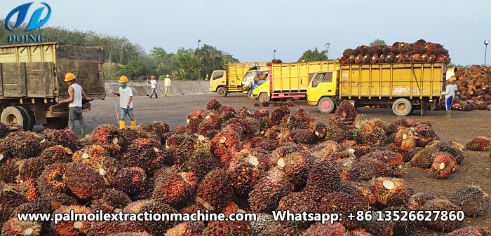 The photo of harvesting palm fruits.jpg