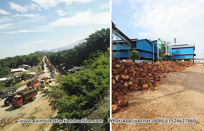 Large scale palm tree plantation.jpg