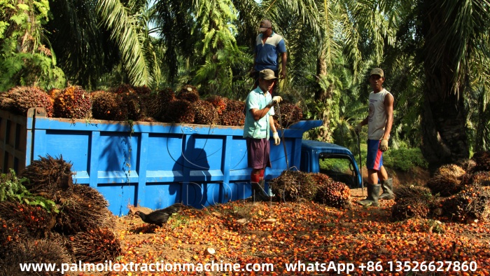 Large scale palm plantation.jpg