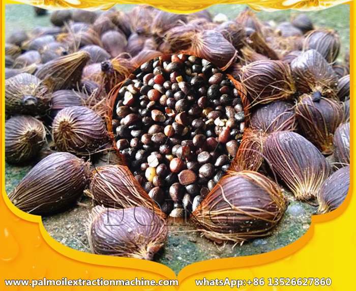 Palm kernels and palm nuts.jpg