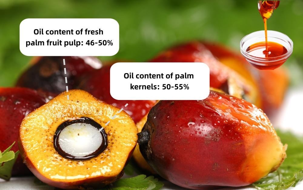 Oil content of palm