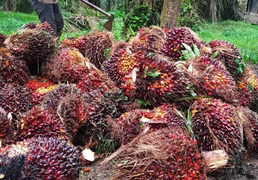 palm fruit bunches