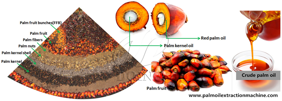 basic information about palm fruits