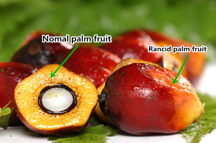 palm fruit plantation