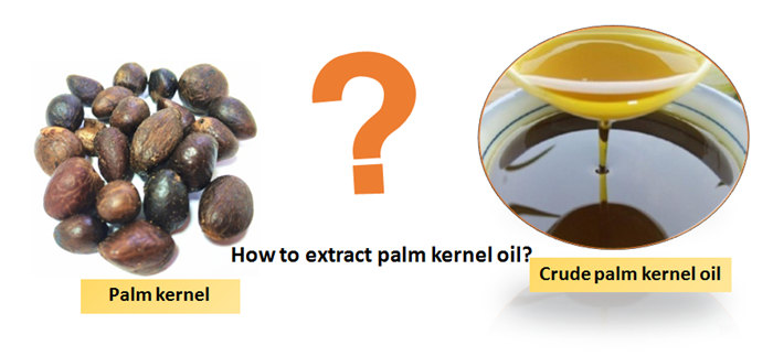 how to extract palm kernel oil