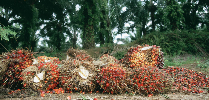 palm oil production in Nigeria