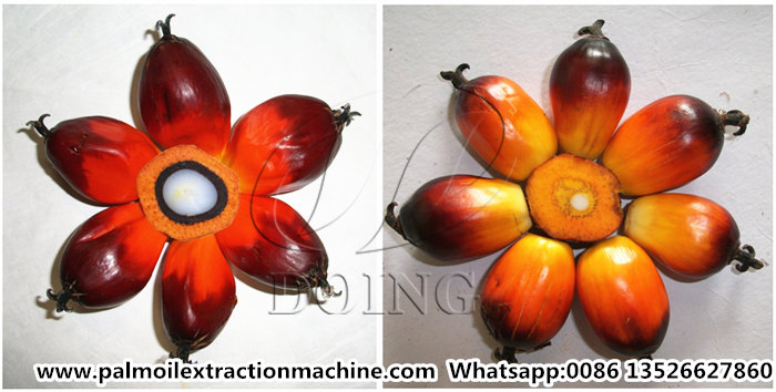 palm oil processing business