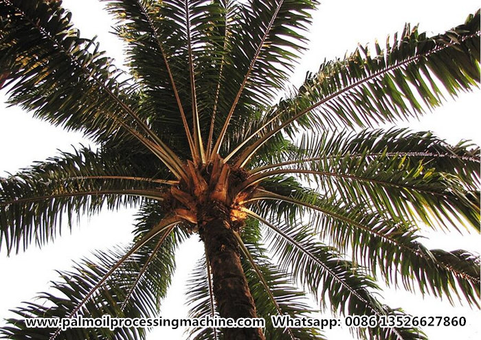 palm oil extraction process 