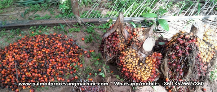 palm oil processing machine