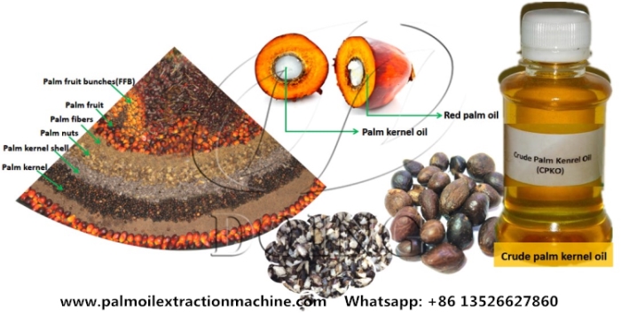 palm kernel oil processing machine