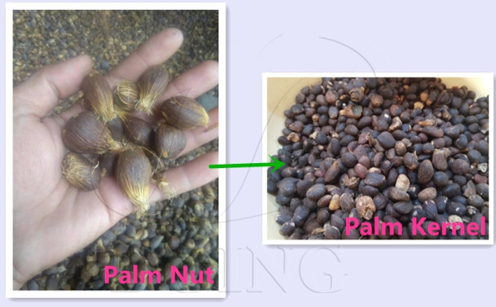 palm nut and palm kernel