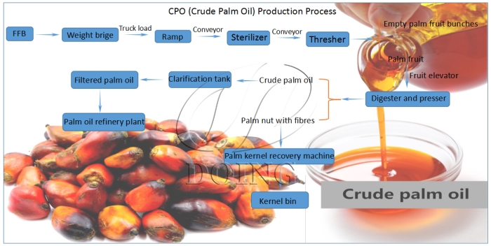 Palm oil extraction process.jpg