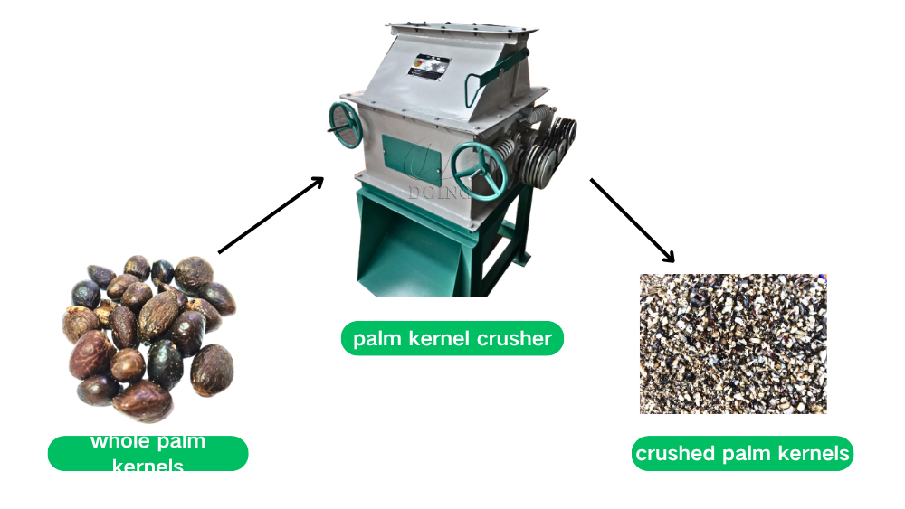 กระบวนการบดเมล็ดในปาล์ม