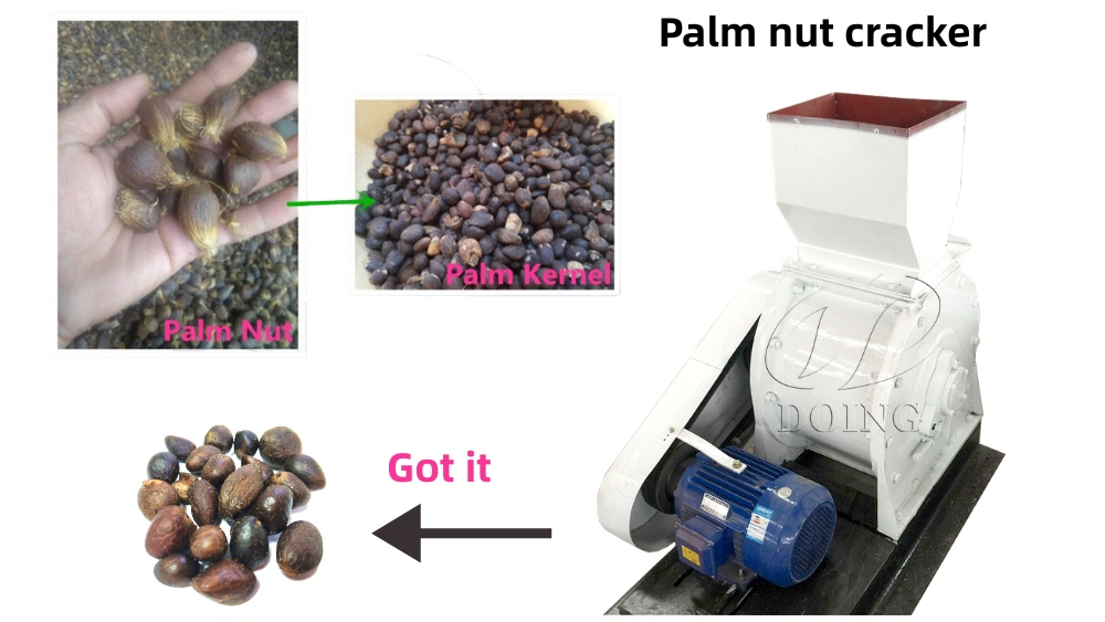 Galleta de nuez de palma